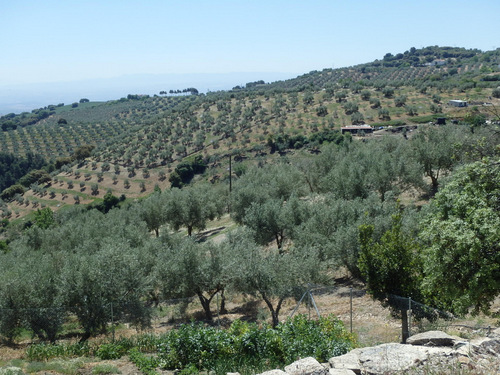 Looking down the olive groves of the near valley.